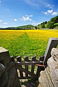 Path across Buttercup Meadows at Gunnerside in Swaledale Yorkshire Dales England.