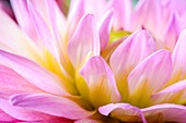Pink and yellow dahlia flower.