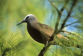 Lesser Noddy, Anous tenuirostris, Bird Island, Republic of Seychelles, Indian Ocean