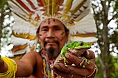 Shaman, with frog to elaborate Kambo medicine. Amazonas. Brasil.