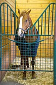 Horse in a stall.