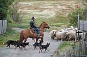 Chilean Gaucho rides horse and herds sheep.
