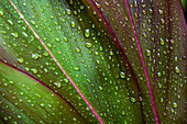 Hawaii, Oahu, Close Up Of Green Ti Leaf With Raindrops.