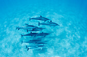 Hawaii, Lanai, Hulopoe Bay, Spinner Dolphins (Stenella Longirostris) Underwater Near Seafloor, View From Above.