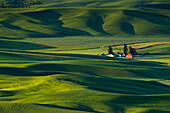 Washington, Steptoe Butte, Palouse Farm And Wheat Fields.