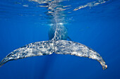 Hawaii, Maui, Humpback Whale (Megaptera Novaeangliae), View From Behind Of Tail Fluke.
