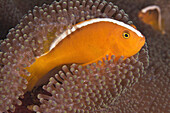 Indonesia, Sulawesi, Wakatobi, Pink Skunk Clownfish (Amphiprion Perideraion).