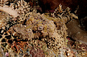 Indonesia, Sulawesi, Wakatobi, Crocodile Fish (Cymbacephalus Beauforti)