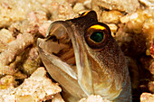 Indonesia, Sulawesi, Wakatobi, Yellowbarred Jawfish (Opistognathus Randalli)