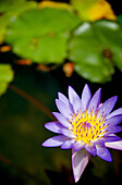 Hawaii, Kauai, Kilauea, Purple Lily Sitting In A Pond.