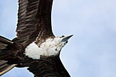 Galapagos, Magnificient Frigatebird (Fregata Magnificen) Flying Against Blue Sky.