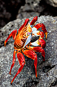 Galapagos, Santa Cruz Island, A Sally Lightfoot Crab (Graspus Graspus), Searching For Algae To Dine On In The Intertidal Zone.
