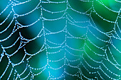 Hawaii, Maui, Macro View Of Water Drops On A Spider Web