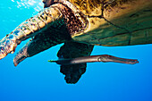 Hawaii, Maui, Trumpetfish (Aulostomus Chinensis) Swimming With A Green Sea Turtle (Chelonia Mydas)