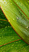 Macro Ti Leaves Close-Up Detail Of Green Ti Leaf With Raindrops.