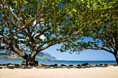 Hawaii, Kauai, Princeville, Tropical Resort Beach And False Kamani Trees.