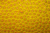 Indonesia, Striped Triplefin (Helcogramma Striatum) On Yellow Coral.