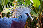 New Guinea, Victoria Crowned Pigeon (Goura Victoria).