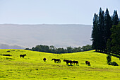Hawaii, Maui, A Heard Of Horses Standing In A Green Meadow.