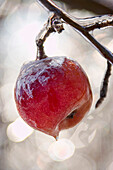 Close-Up Of Apple Frozen On A Tree.