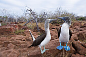 Blue-Footed Boobies, Galapagos Islands