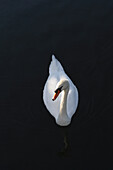 Artist's Choice: White Swan In Lake Ontario