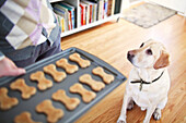 Yellow Labrador Retriever Begging For Homemade Dog Biscuit, Winnipeg, Manitoba