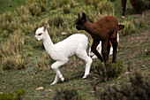 Young Alpacas Running, Chivay Area, Province Of Caylloma, Peru