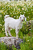 Goat In A Field On The Site Of Ancient Patara, Lycian Coast, Turkey