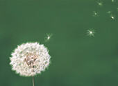'Fl5547, Ron Bouwhuis; Seeds Blowing Off The Head Of A Dandelion'