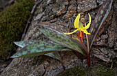 Yellow Trout Lily, Erythronium Americanum, Close-Up, Ontario Canada
