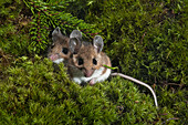 Deer Mice (Peromyscus Maniculatus) May Den In Groups For Warmth During Cold Snaps And Winter. Native Rodent Of North America.