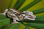 The Gargoyle Gecko (Rhacodactylus Auriculatus) Whose Habitat Is Threatened By Deforestation Is Found Only On The Southern End Of The Island Of New Caledonia. Captive.