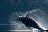 Humpback Whale Breaching In The Waters Of The Inside Passage, Southeast Alaska, Summer