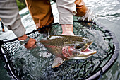Person Holding A Netted Rainbow Trout Caught While Fly Fishing On The Upper Kenai River On The Kenai Peninsula Of Southcentral Alaska During Fall