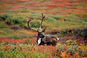 Bull Caribou Standing In Tundra Denali Np Alaska During Fall Color Change Interior