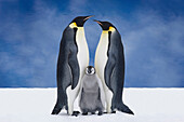 Portrait Of Emperor Penguin Parents & Chick, Atka Bay, Antarctica, Composite
