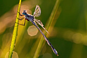 'Damselfly covered in dew during the early morning hours in Grasslands National Park; Saskatchewan, Canada'