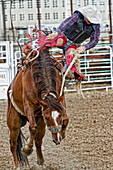 'Man riding a bucking bronco at a rodeo; Saskatchewan, Canada'