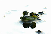 'Partially submerged green frog surrounded by white water; Vaudreuil, Quebec, Canada'