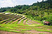 Rice Paddies And Terraces, Bali, Indonesia