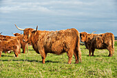 Livestock - Highland beef cattle on a green pasture / Scotland, United Kingdom.
