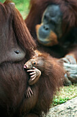 'Sumatran orangutan mother and baby (pongo pygmaeus) at Gladys Porter zoo; Brownsville, Texas, United States of America'