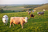 'Cows in a field in the typical English countryside of rolling hills near Wingreen Hill, the highest point in Dorset; England'