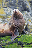 'A large male Steller sea lion (Eumetopias jubatus) rests on a rocky island covered in green seaweed near Hinchinbrook Island in Prince William Sound; Southcentral Alaska, United States of America'
