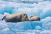 Harbor seal adult and pup rest on a glacier iceberg, Nassau fjord, Chenega glacier, Western Prince William Sound, Alaska