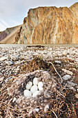 Canada goose nest along the Nigu bluff, Nigu river, National Petroleum Reserve, Arctic Alaska.