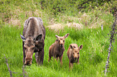 Cow moose and twin calves feed on spring grasses, Arctic, Alaska.