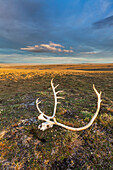 Landscape with bull caribou antlers on the summer tundra along Archimedes ridge in the Utukok uplands, National Petroleum Reserve Alaska, Arctic, Alaska.