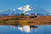 Bull moose reflection in a small kettle pond with the summit of Mt McKinley in the distance, Denali National Park, Alaska.